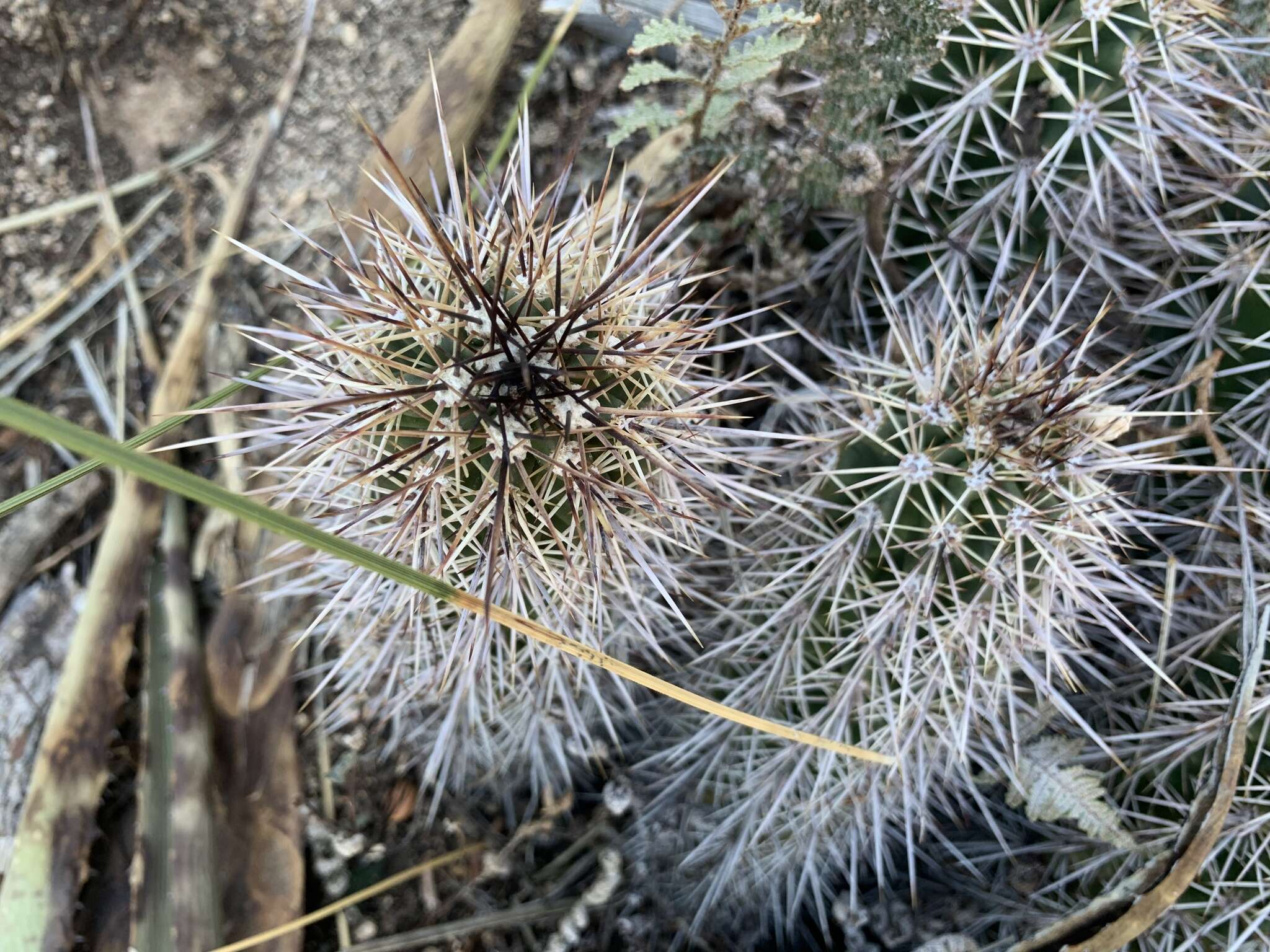 Image of Echinocereus arizonicus subsp. nigrihorridispinus