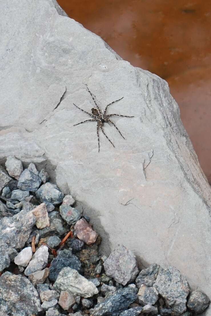 Image of Dolomedes tenebrosus Hentz 1844