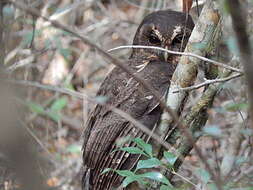 Слика од Strix virgata (Cassin 1849)