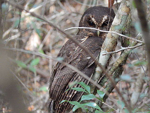 Plancia ëd Strix virgata (Cassin 1849)