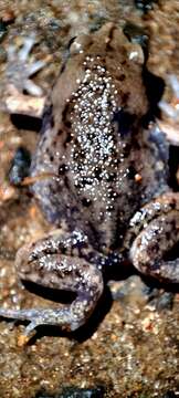 Image of Globular Frog