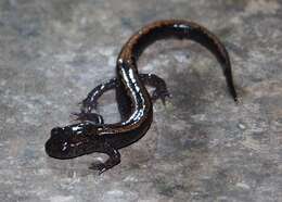 Image of Gold-striped salamander