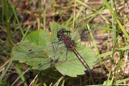 Imagem de Leucorrhinia borealis Hagen 1890