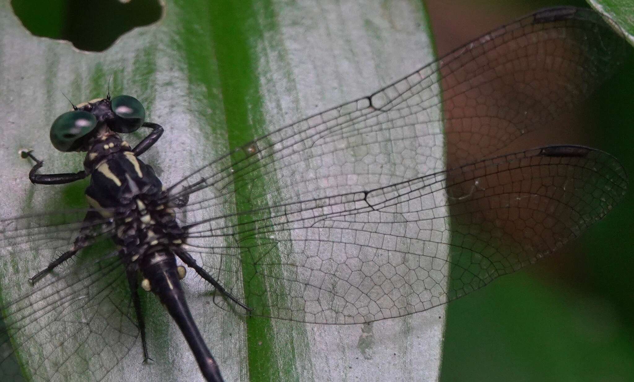 Imagem de Leptogomphus risi Laidlaw 1932