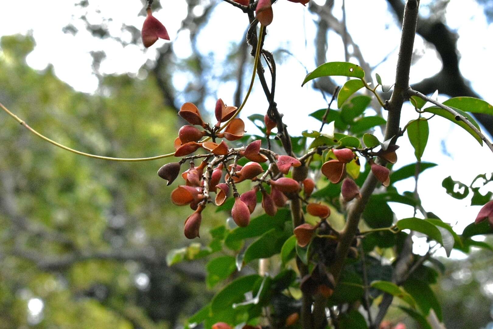 Connarus nodosus Baker的圖片