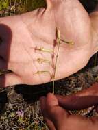 Image de Silene chlorantha (Willd.) Ehrh.