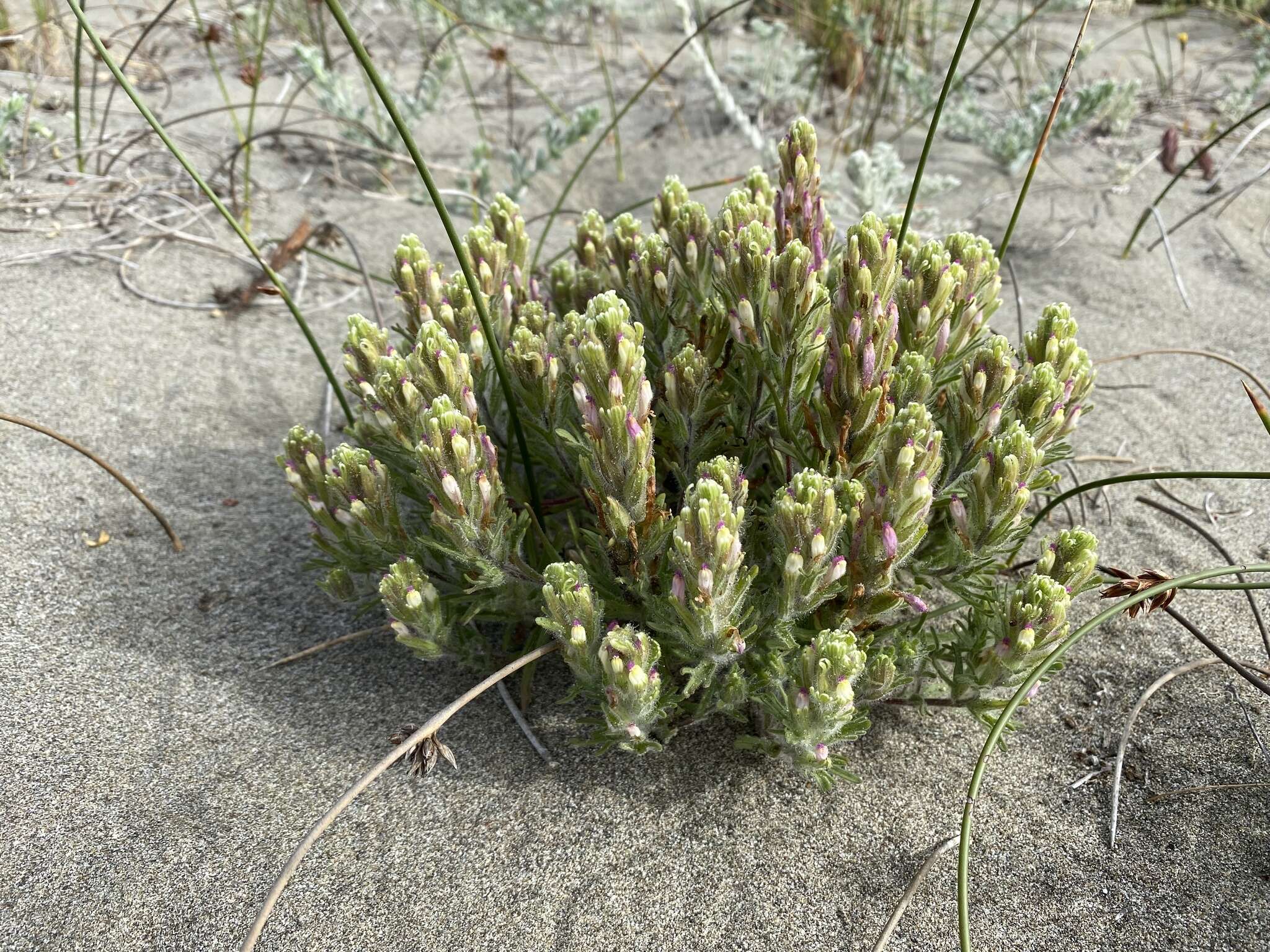 Image of wideleaf Indian paintbrush