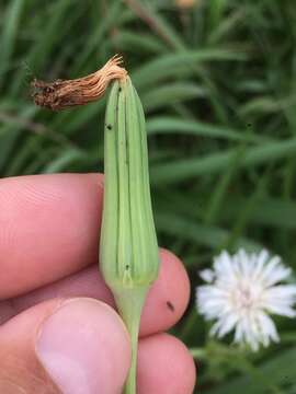 Image of Picrosia longifolia D. Don