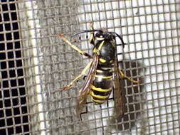 Image of Forest Yellowjacket