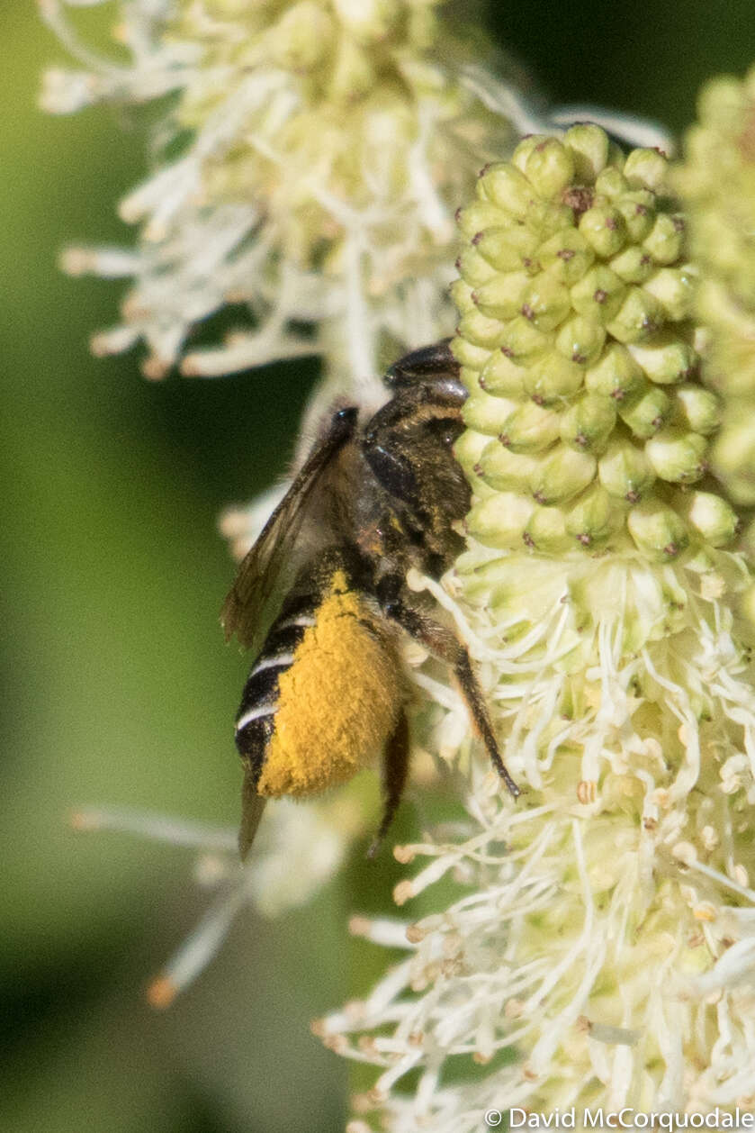 Imagem de Megachile inermis Provancher 1888