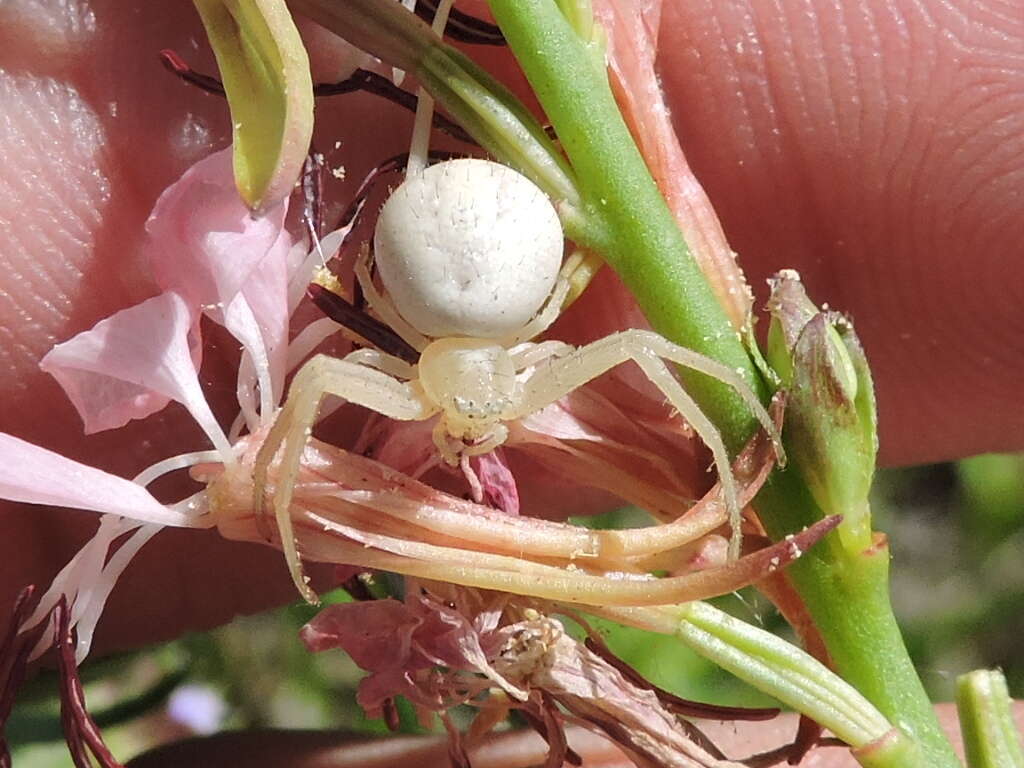 Image of Swift Crab Spider