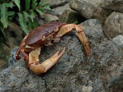 Image of Epilobocera sinuatifrons (A. Milne-Edwards 1866)