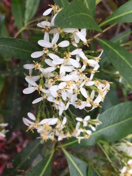 Image of viscid daisybush