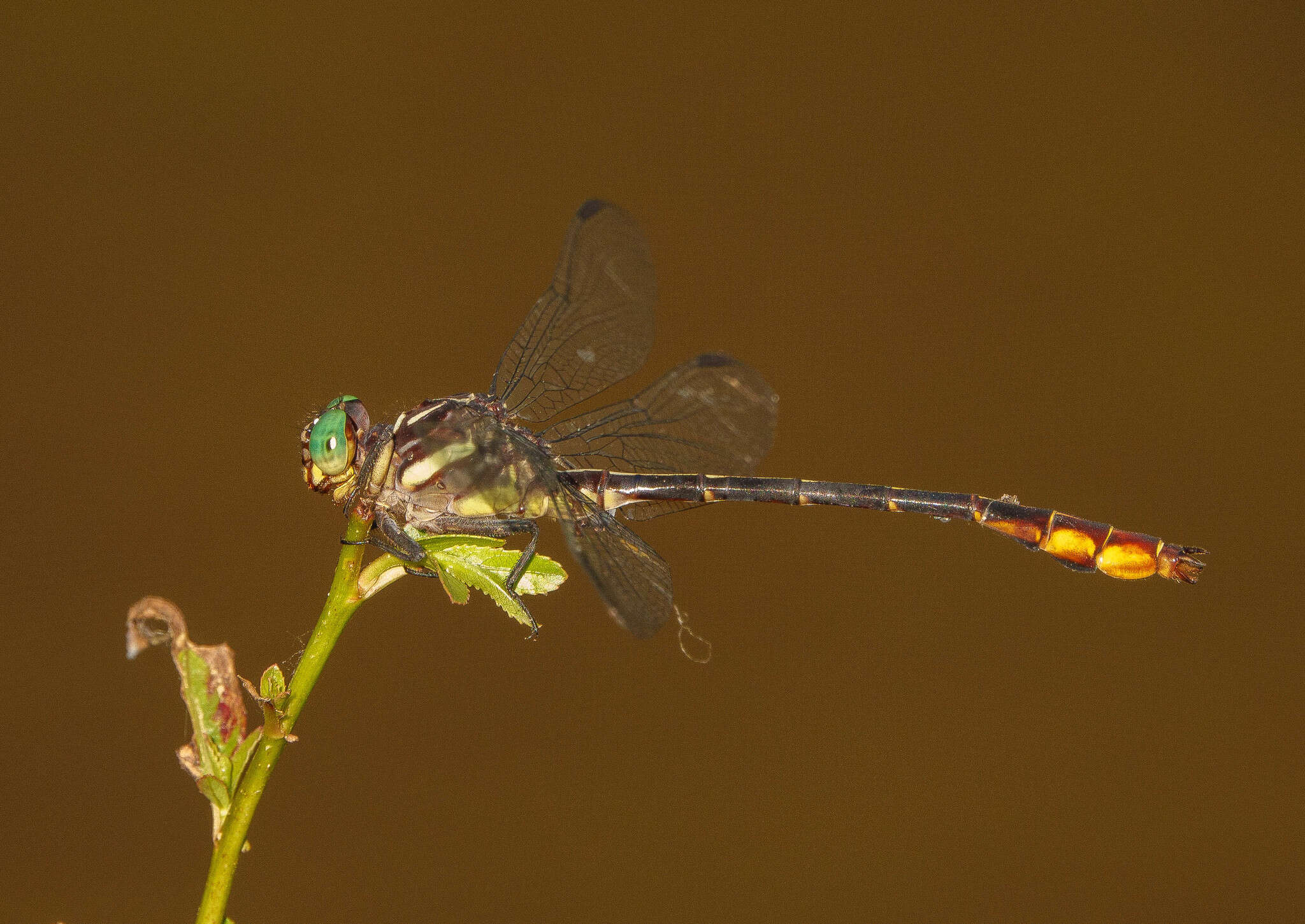 Image of Stylurus laurae Williamson 1932