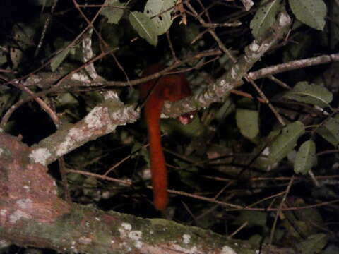 Image of Large black flying squirrel