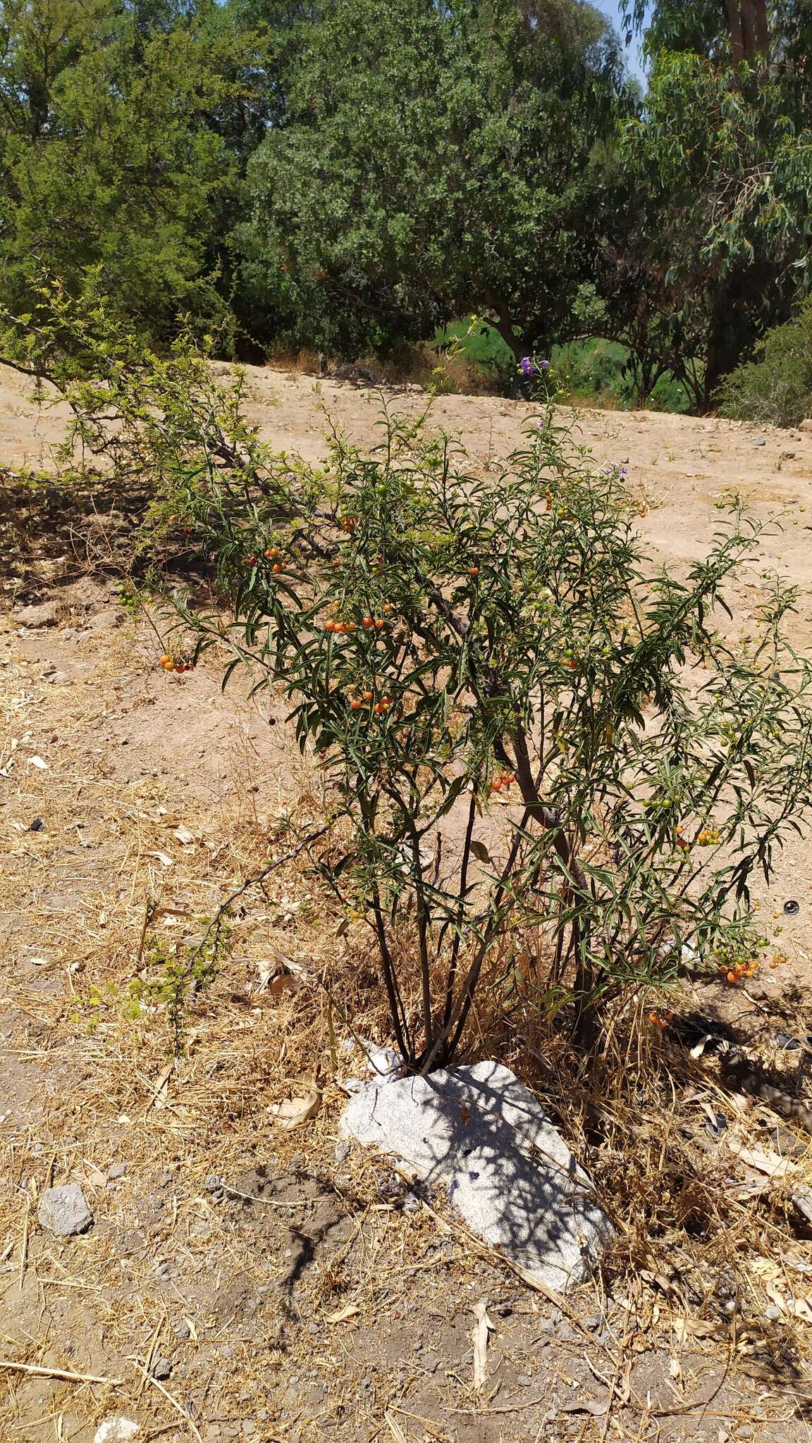 Image of Chilean Nightshade Chilean