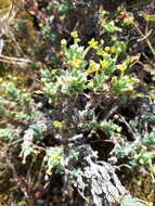 Image of Crucianella maritima L.