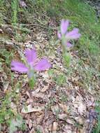 Plancia ëd Clarkia biloba (Dur.) A. Nels. & J. F. Macbr.