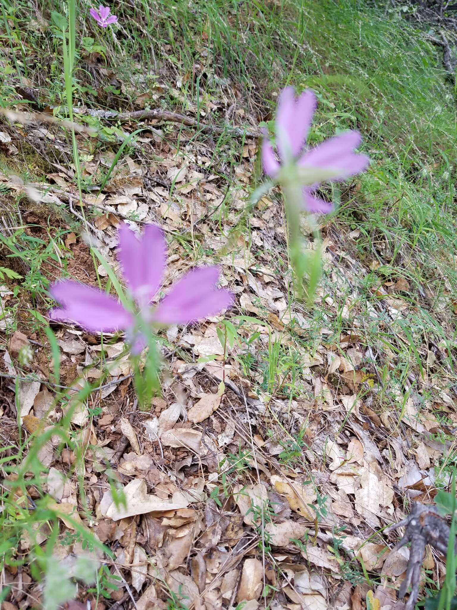 Plancia ëd Clarkia biloba (Dur.) A. Nels. & J. F. Macbr.