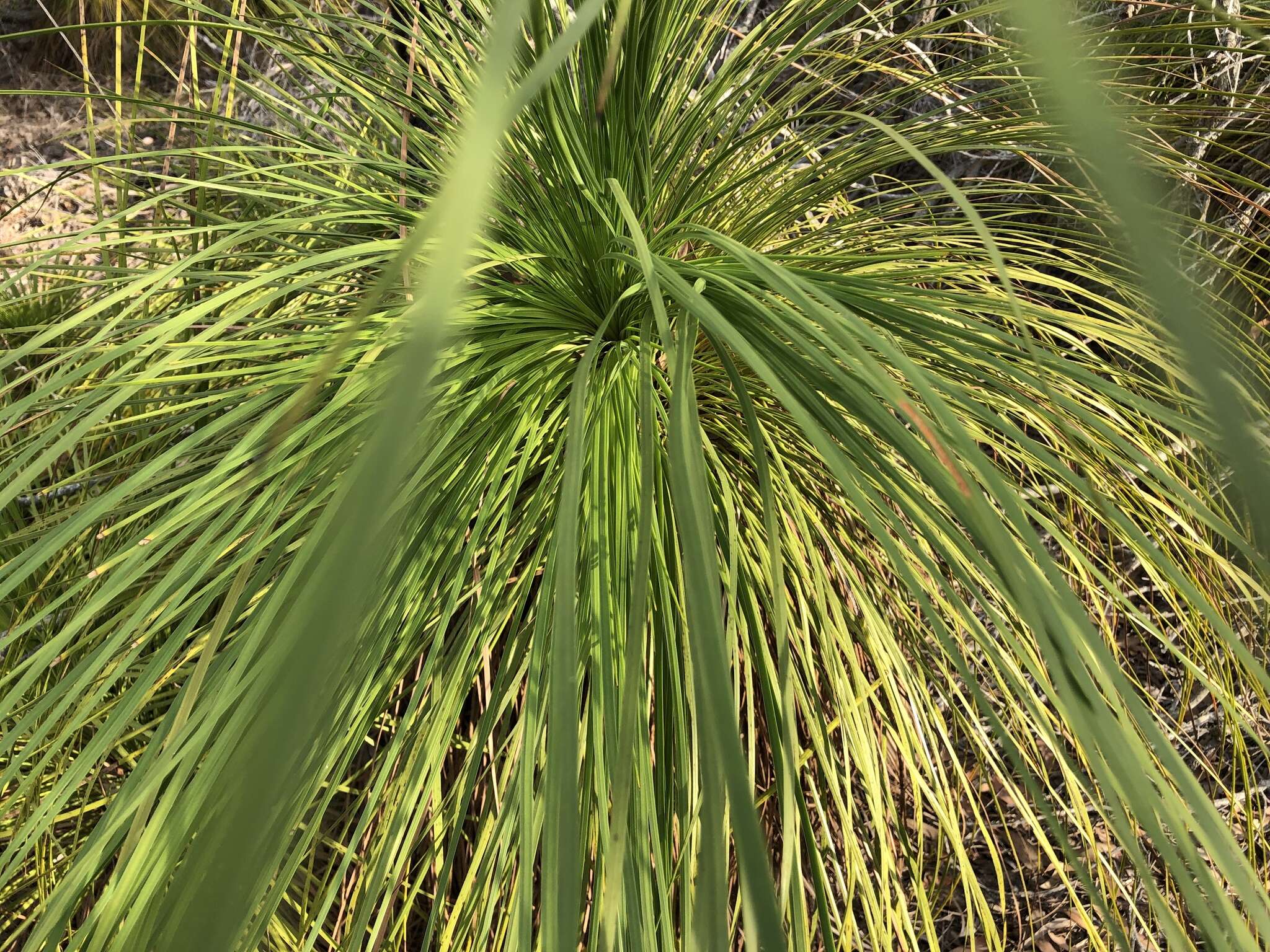 Image of Xanthorrhoea latifolia (A. T. Lee) D. J. Bedford