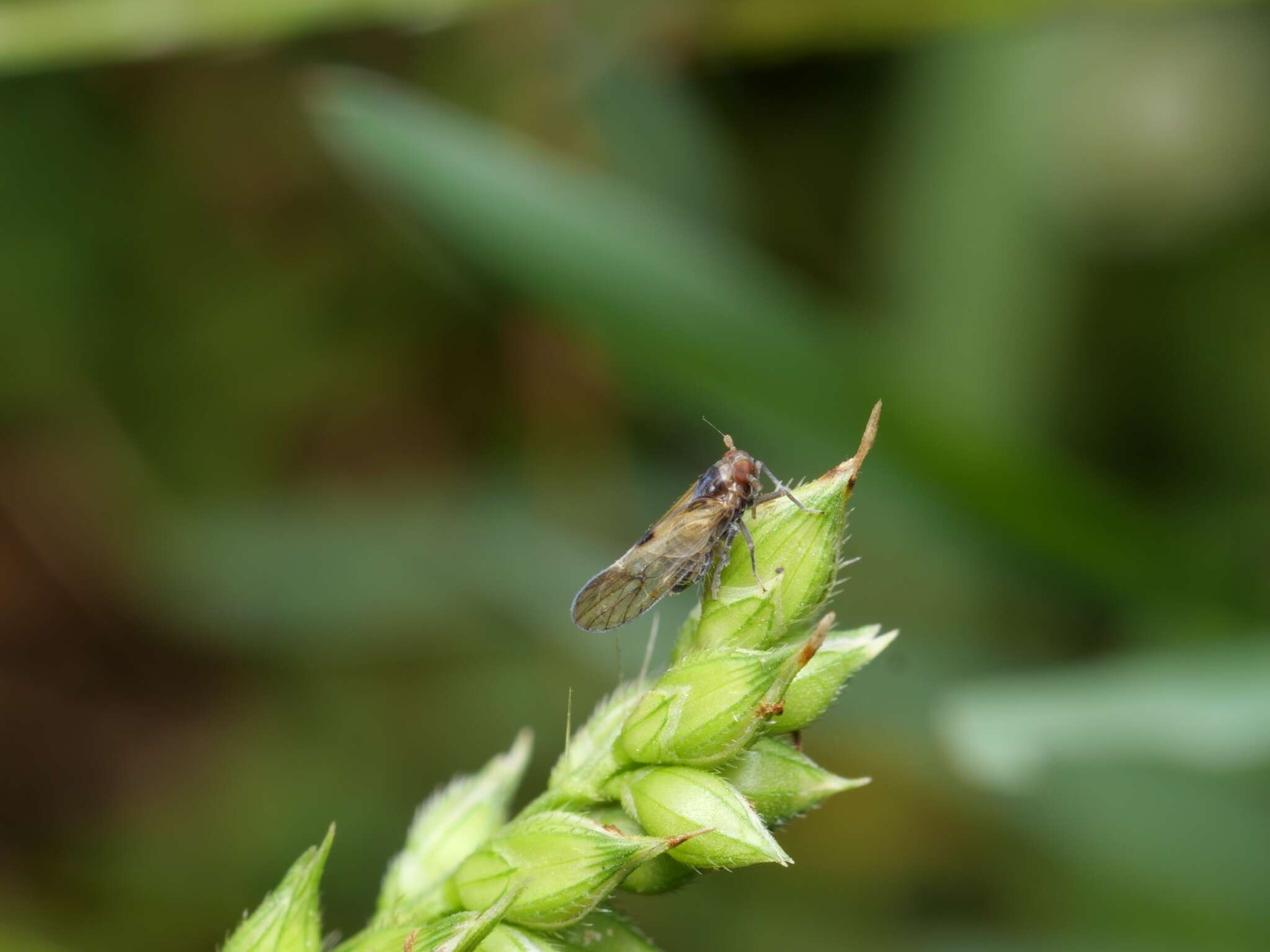 Image of Brown planthopper