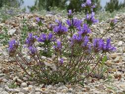 Imagem de Campanula lingulata Waldst. & Kit.