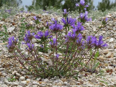 Campanula lingulata Waldst. & Kit. resmi