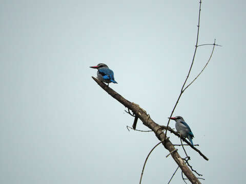 Image of Senegal Kingfisher