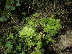 Imagem de Sempervivum globiferum subsp. allionii (Jord. & Fourr) H.