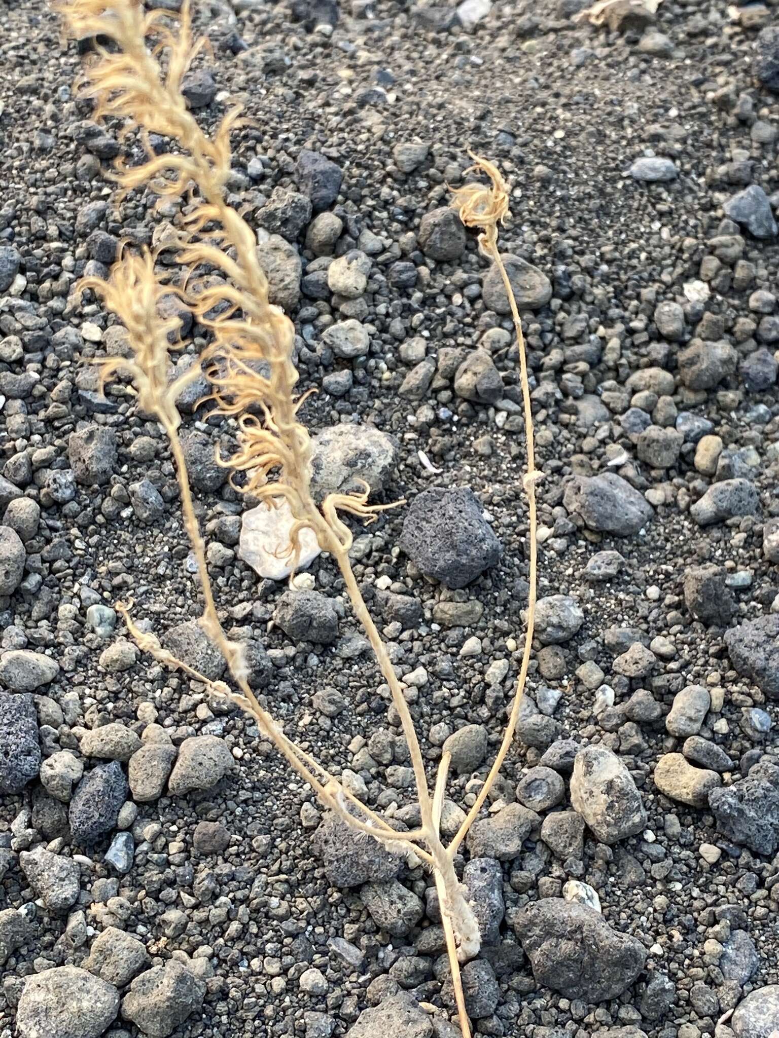 Image of Booth's evening primrose