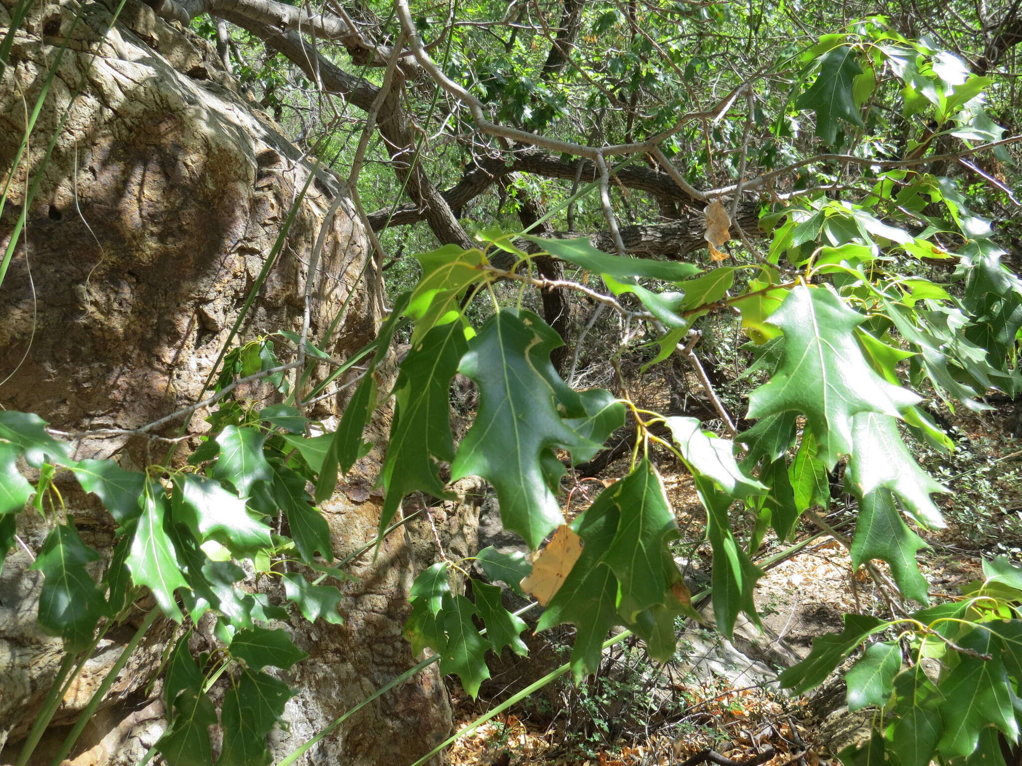 Image of Chisos red oak