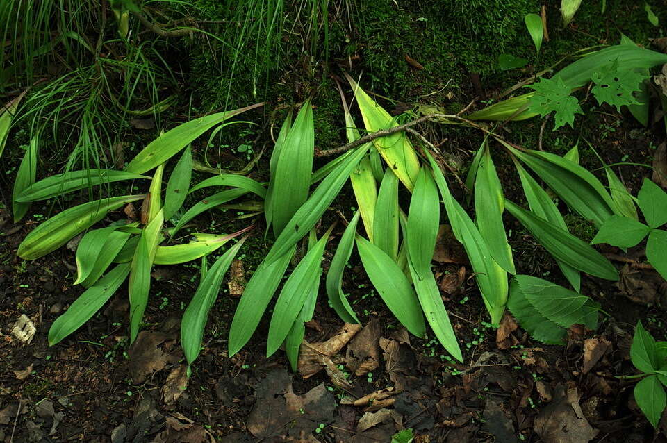 Sivun Allium tricoccum var. tricoccum kuva