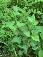 Image of purple meadowparsnip