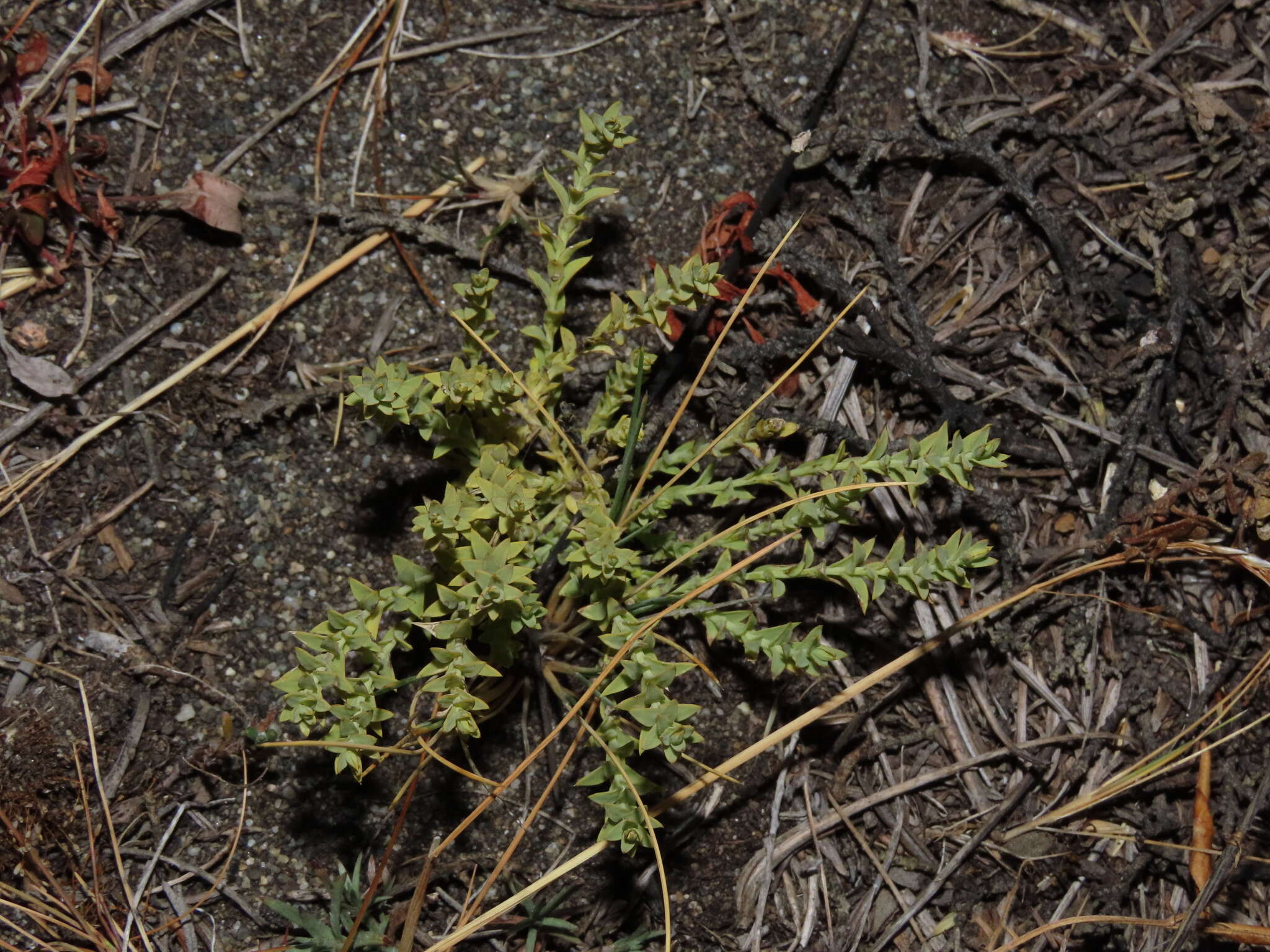 Plancia ëd Arjona patagonica Homb. & Jacquinot ex Decne.