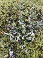 صورة Cladonia bellidiflora (Ach.) Schaer.