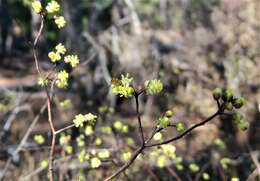 Imagem de Litsea aestivalis (L.) Fern.