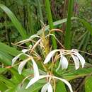 Hedychium roxburghii Blume resmi