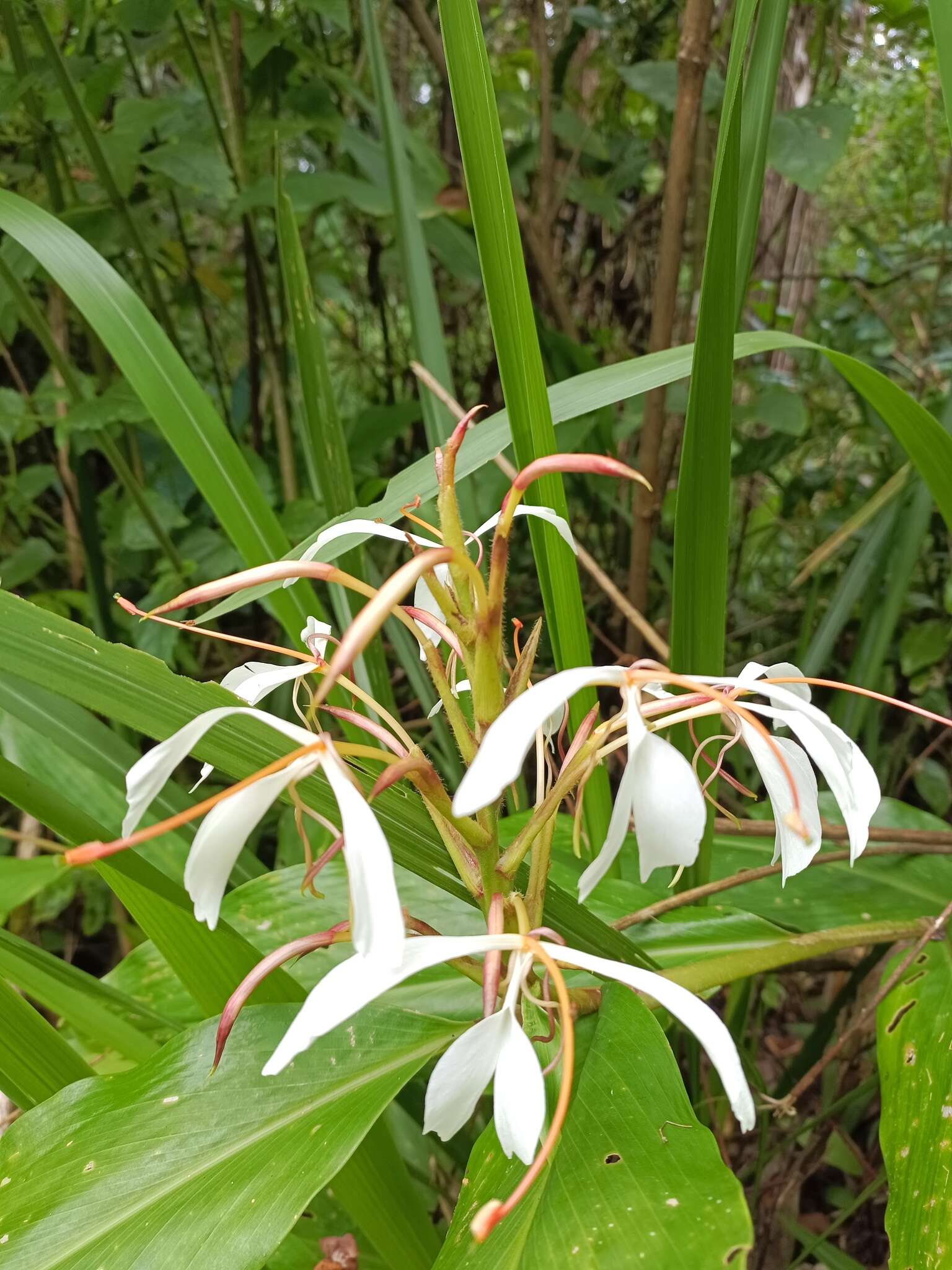 Image of Hedychium roxburghii Blume