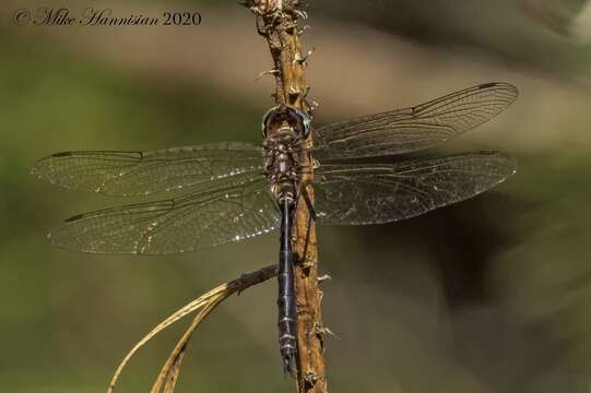 Image of Fine-lined Emerald