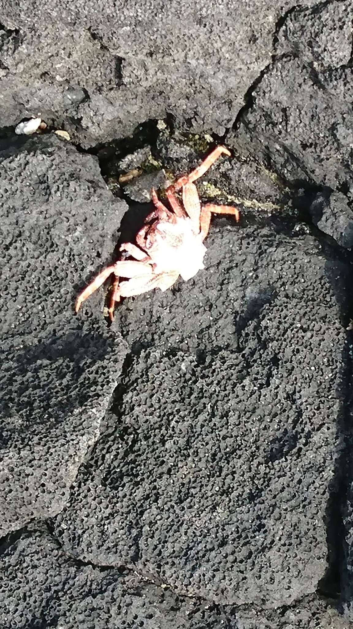 Image of Natal lightfoot crab