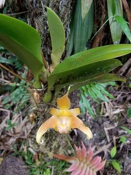 Imagem de Bulbophyllum lobbii Lindl.