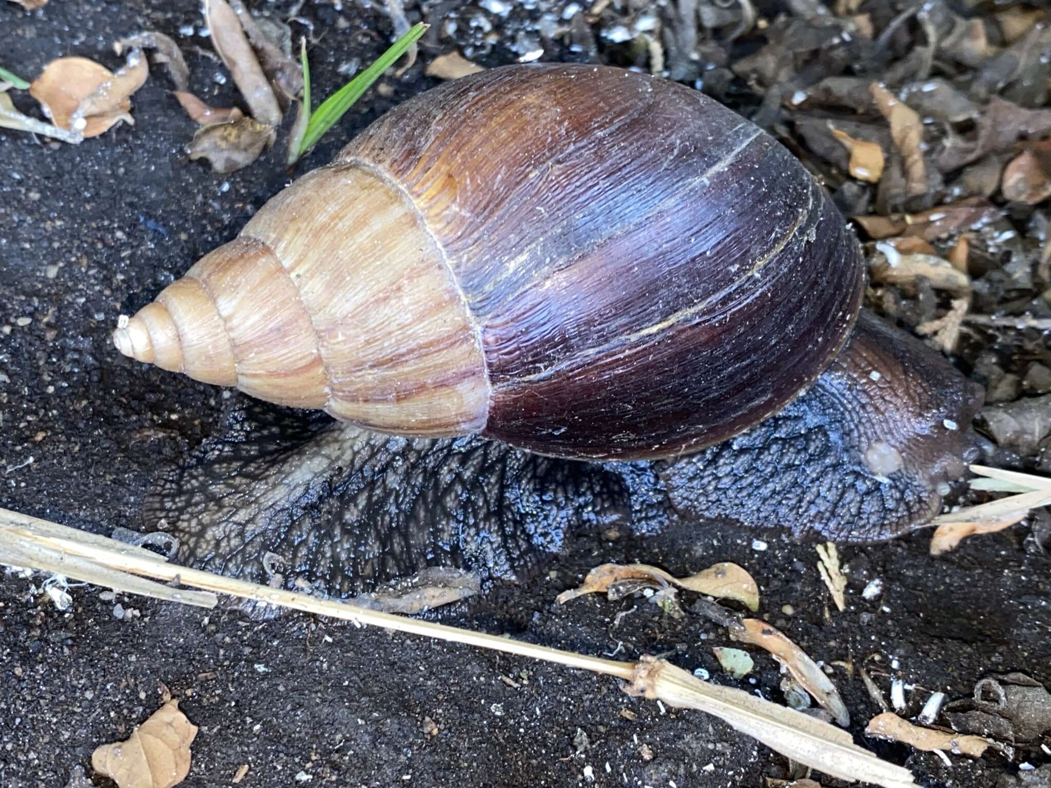 Image de Lissachatina glutinosa