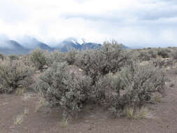 Imagem de Artemisia tridentata subsp. wyomingensis Beetle & Young