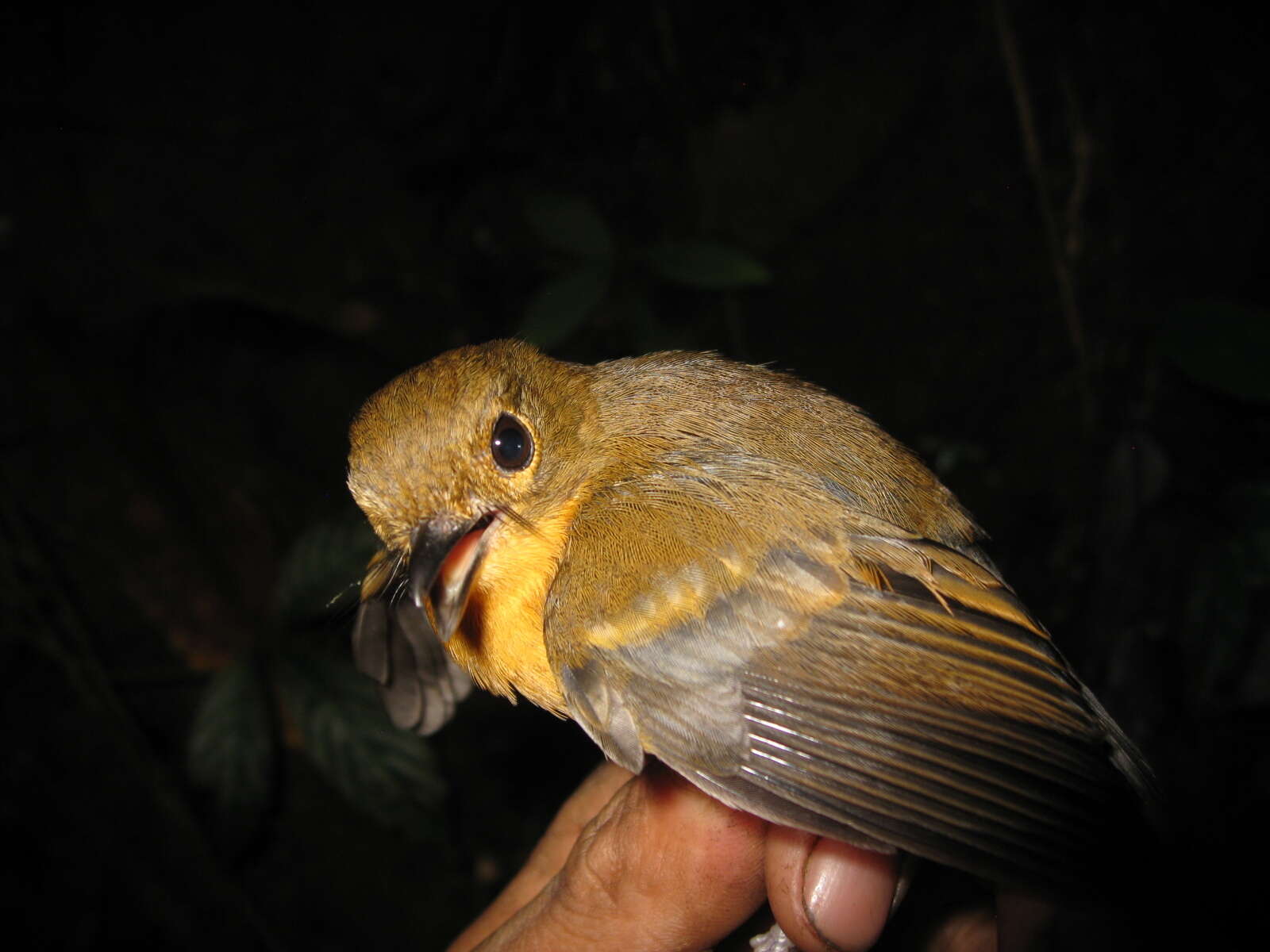 Image of Rufous-chested Flycatcher