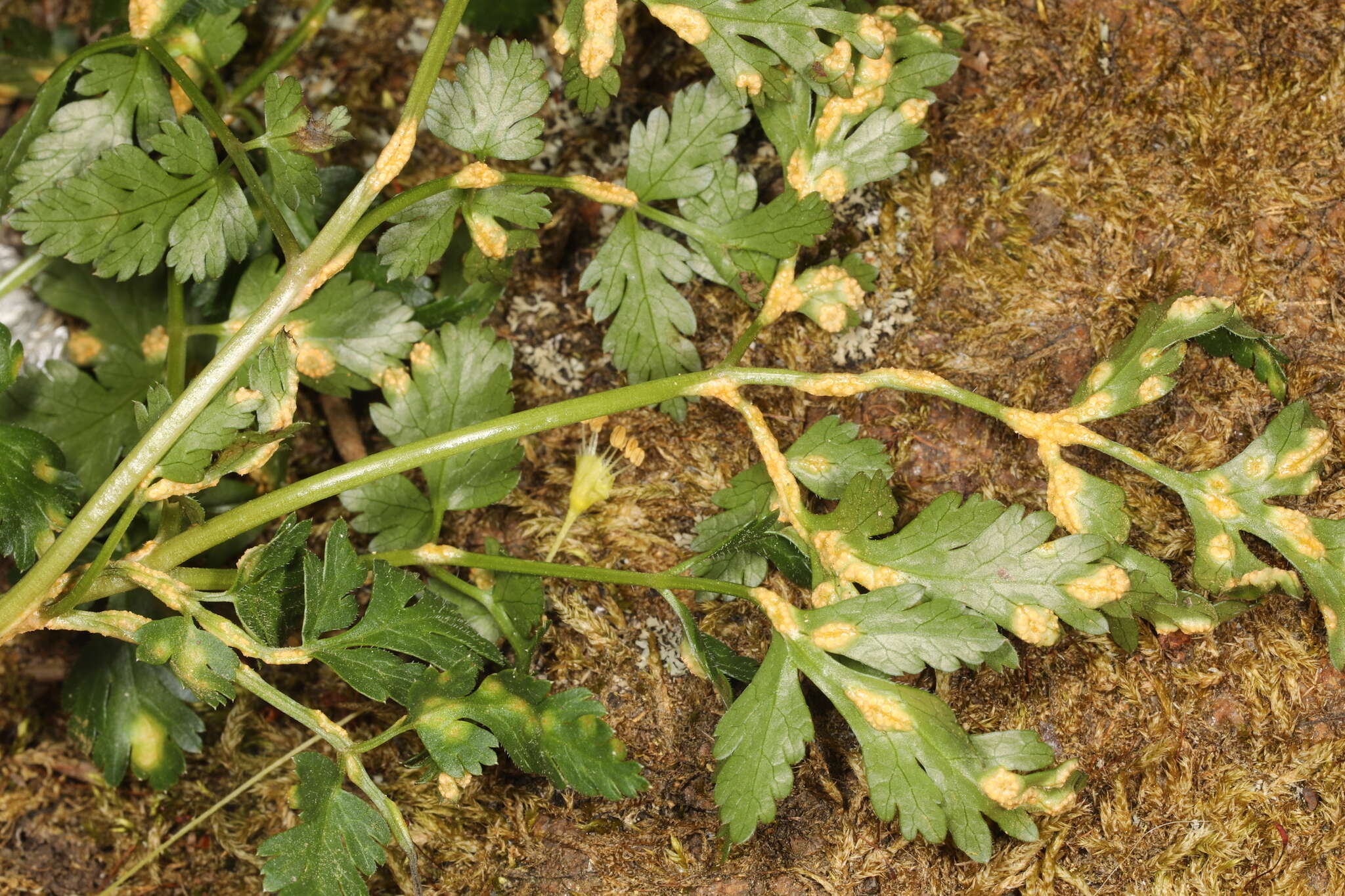 Image of Puccinia pimpinellae (F. Strauss) Link 1824