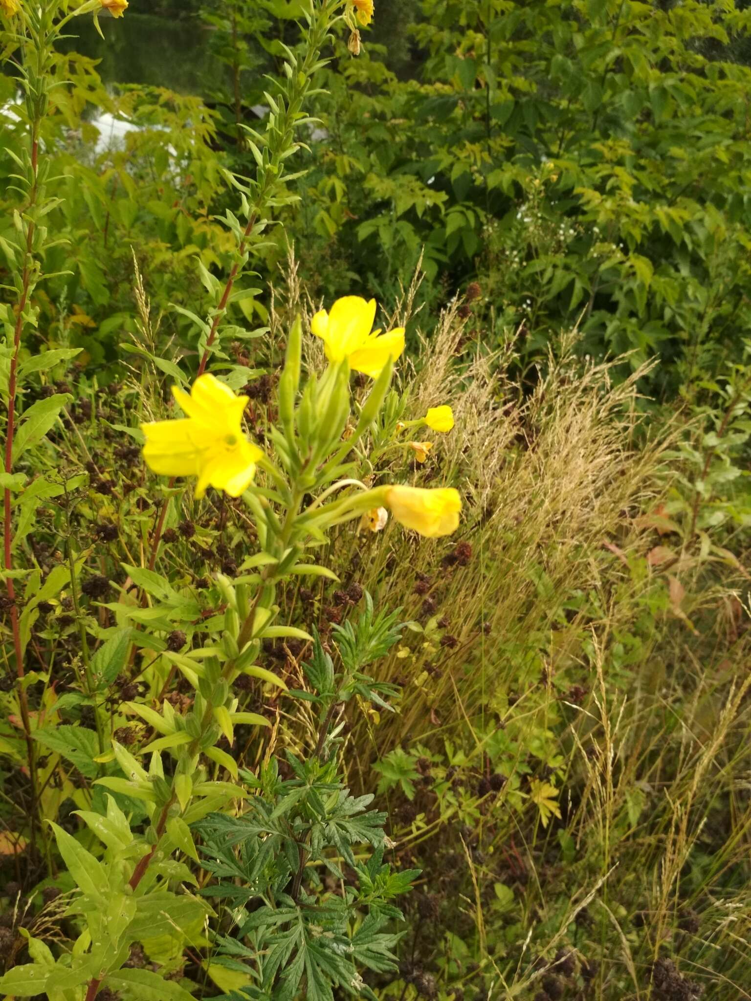 Oenothera rubricaulis Klebahn resmi