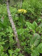 Image of Doronicum altaicum Pall.