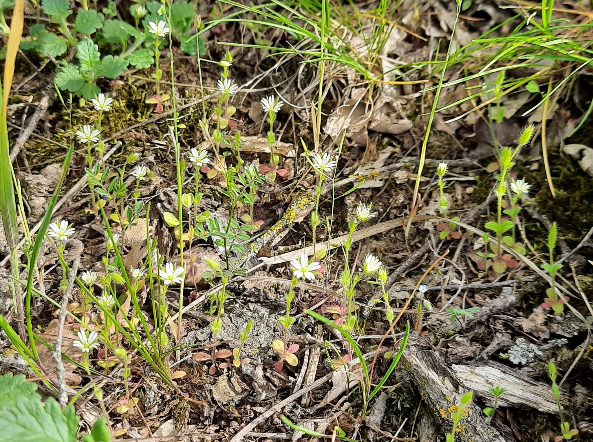 Image of Cerastium brachypetalum subsp. tauricum (Spreng.) Murb.