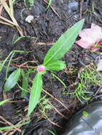 Image of water smartweed