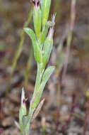 Image of Quinetia urvillei Cass.